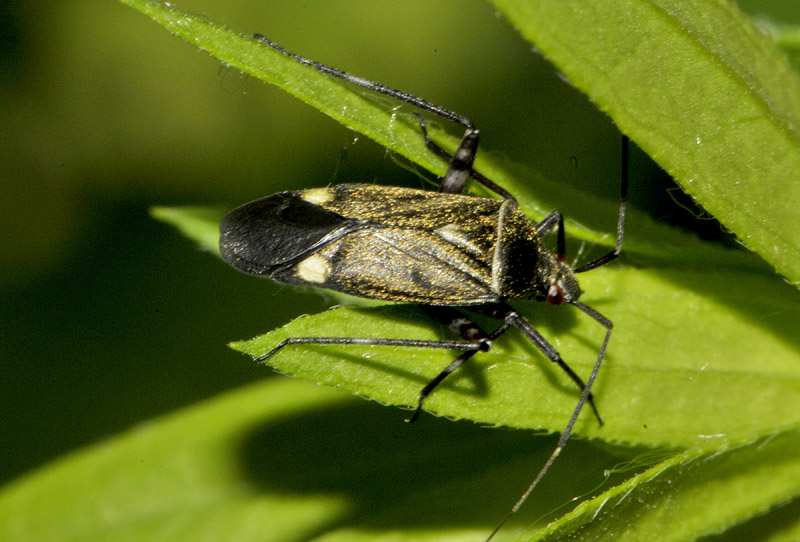 Miridae: Closterotomus cinctipes